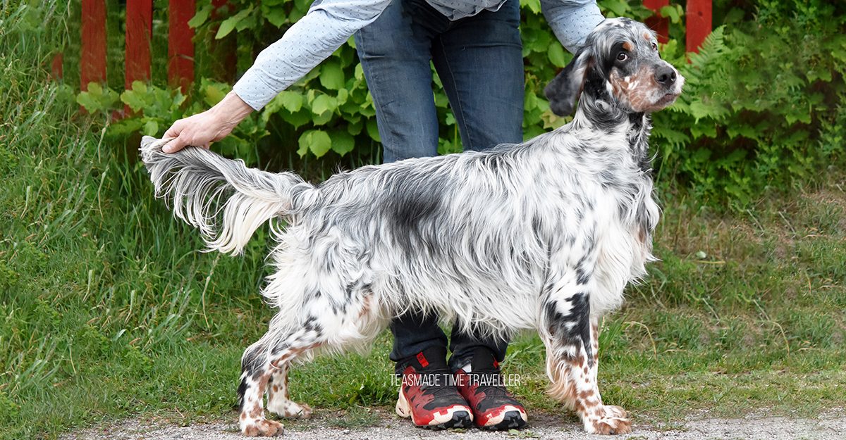 Kennel Teasmade